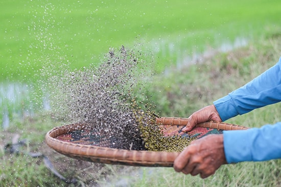 Hands,Of,Rural,Farmers,Using,Bamboo,Threshing,Basket,Are,Winnowing