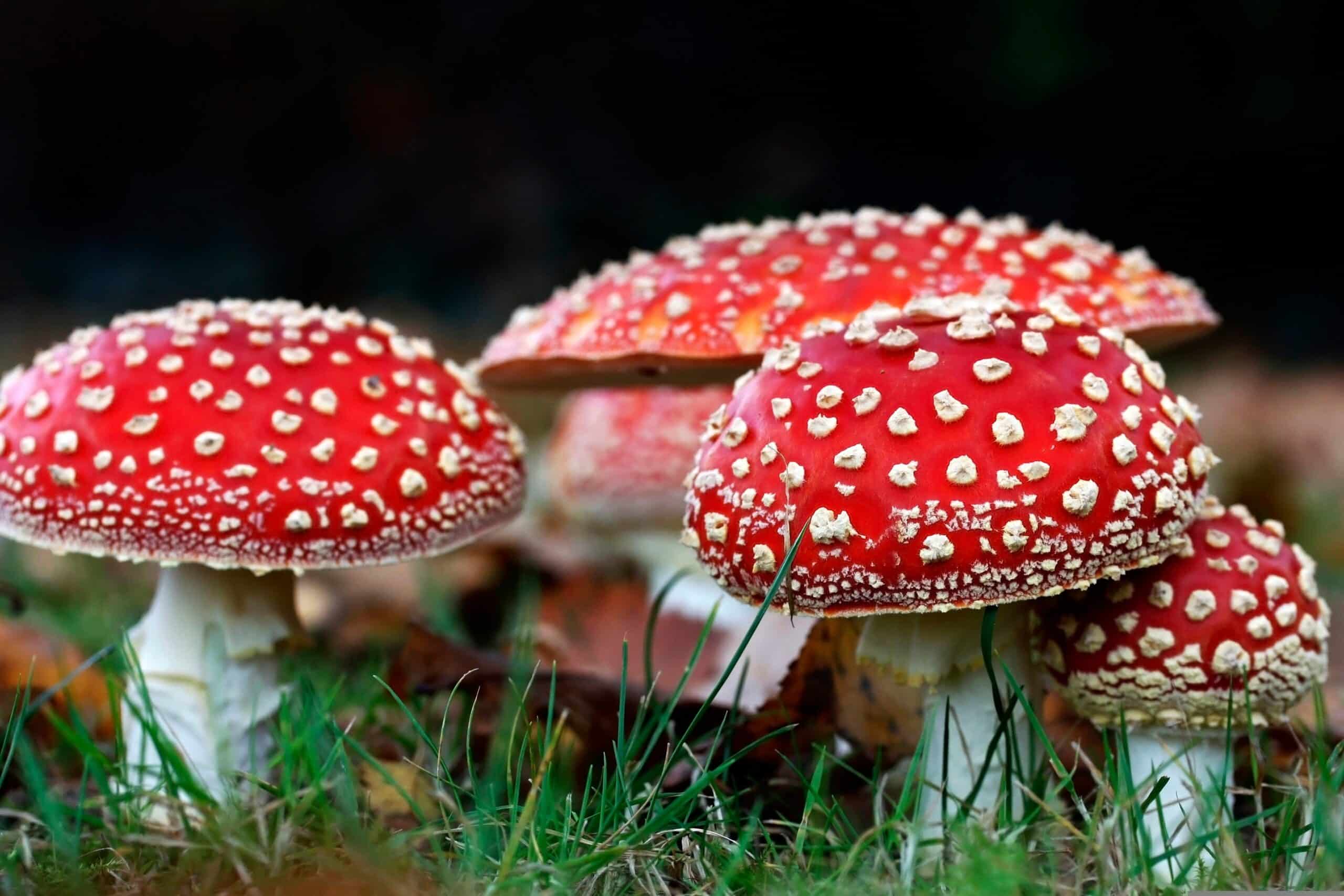 Fly,Agaric,Or,Fly-amanita,Mushrooms,Fungi,With,Dark,Blur,Background
